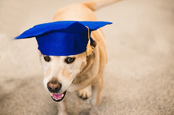 Dog wearing a mortarboard