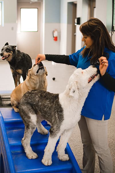 Trainer teaching several dogs patience