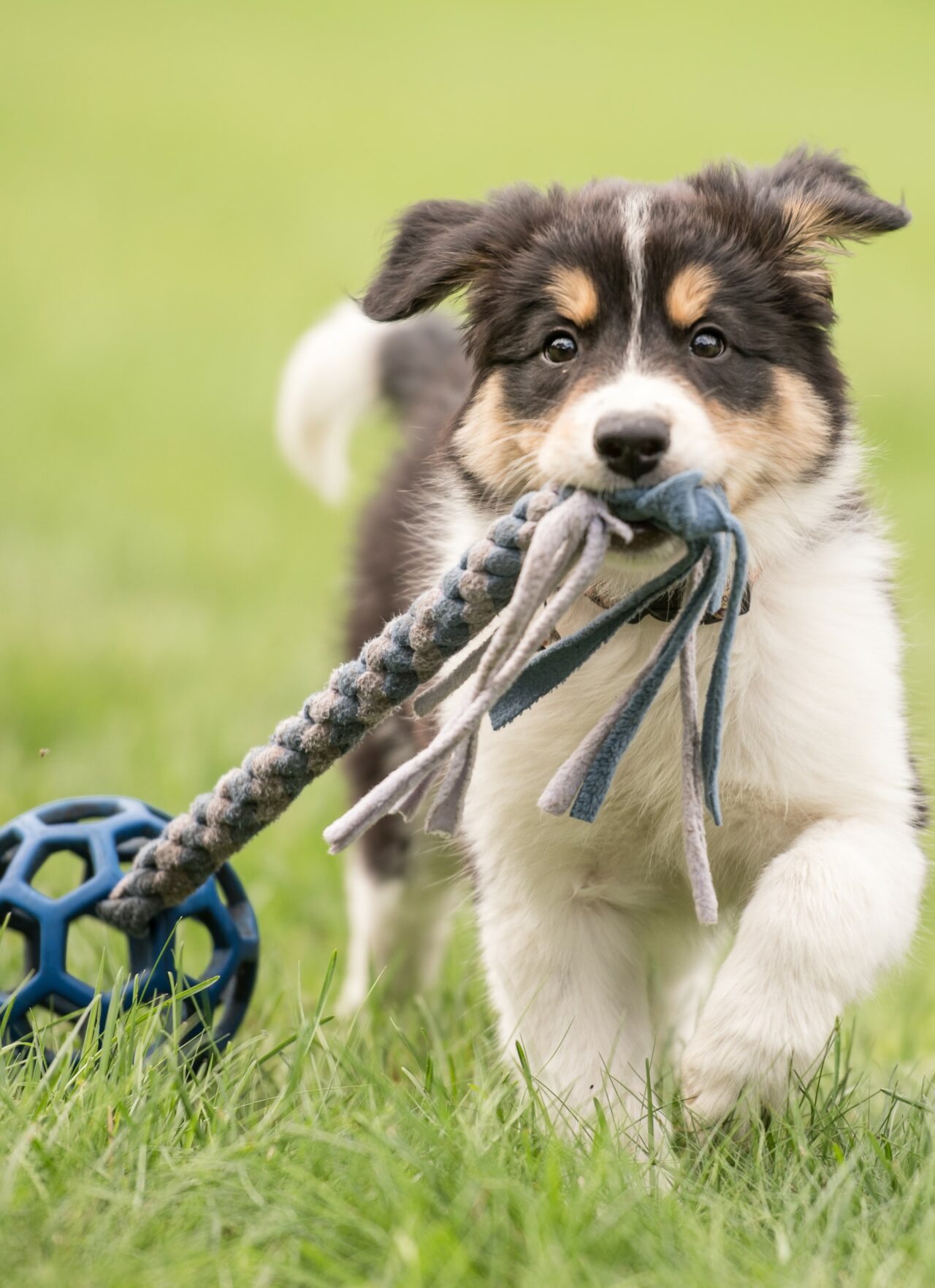 Safe and Fun Dog Daycare in Victoria TX Pet Resort on Main