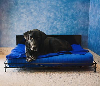 Black lab laying on dog bed with blue blanket at The Pet Resort on Main near Port Lavaca, TX